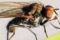 Brakflue